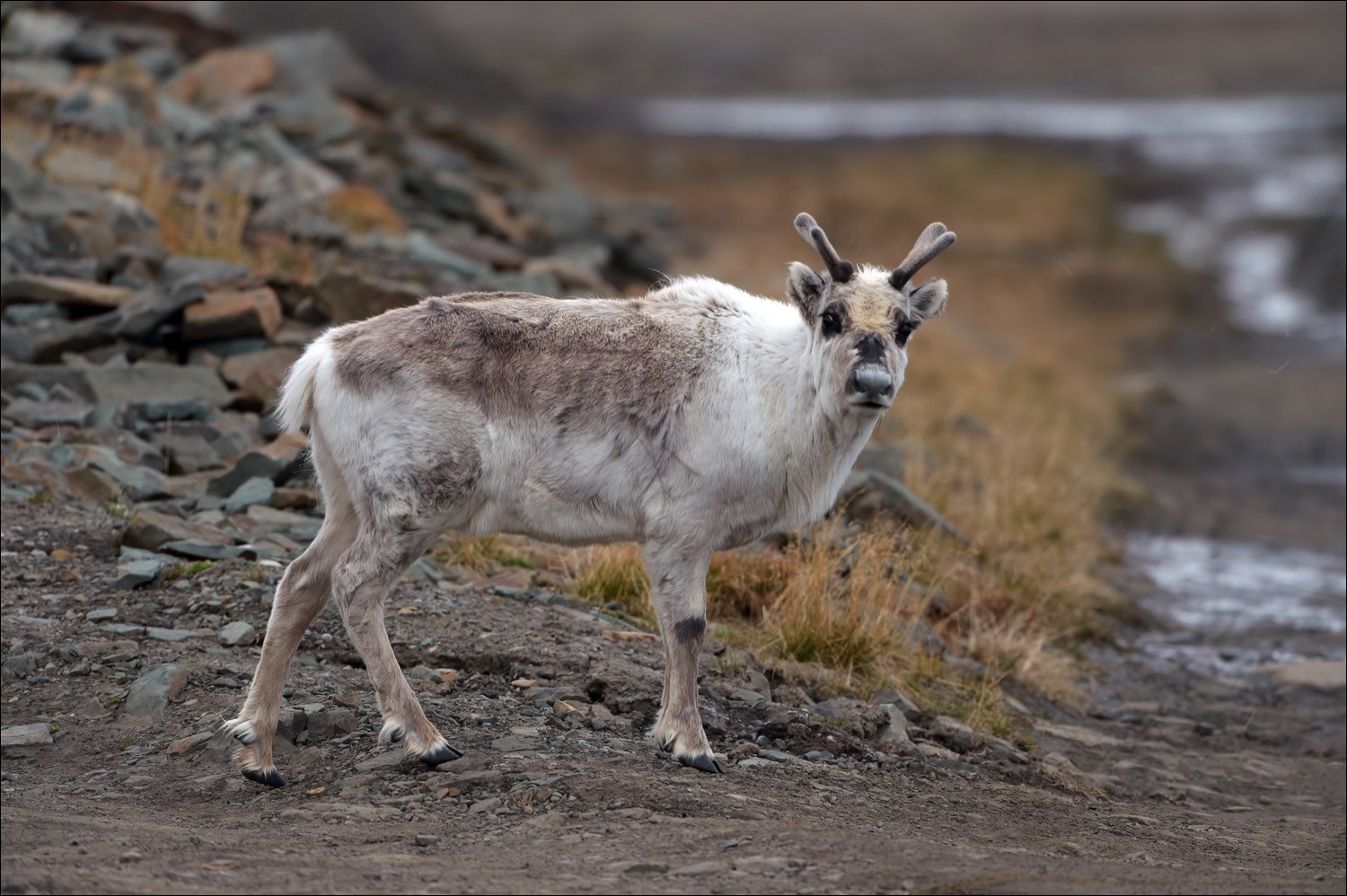 Svalbard Reindeer (Spitsbergen Rendier)