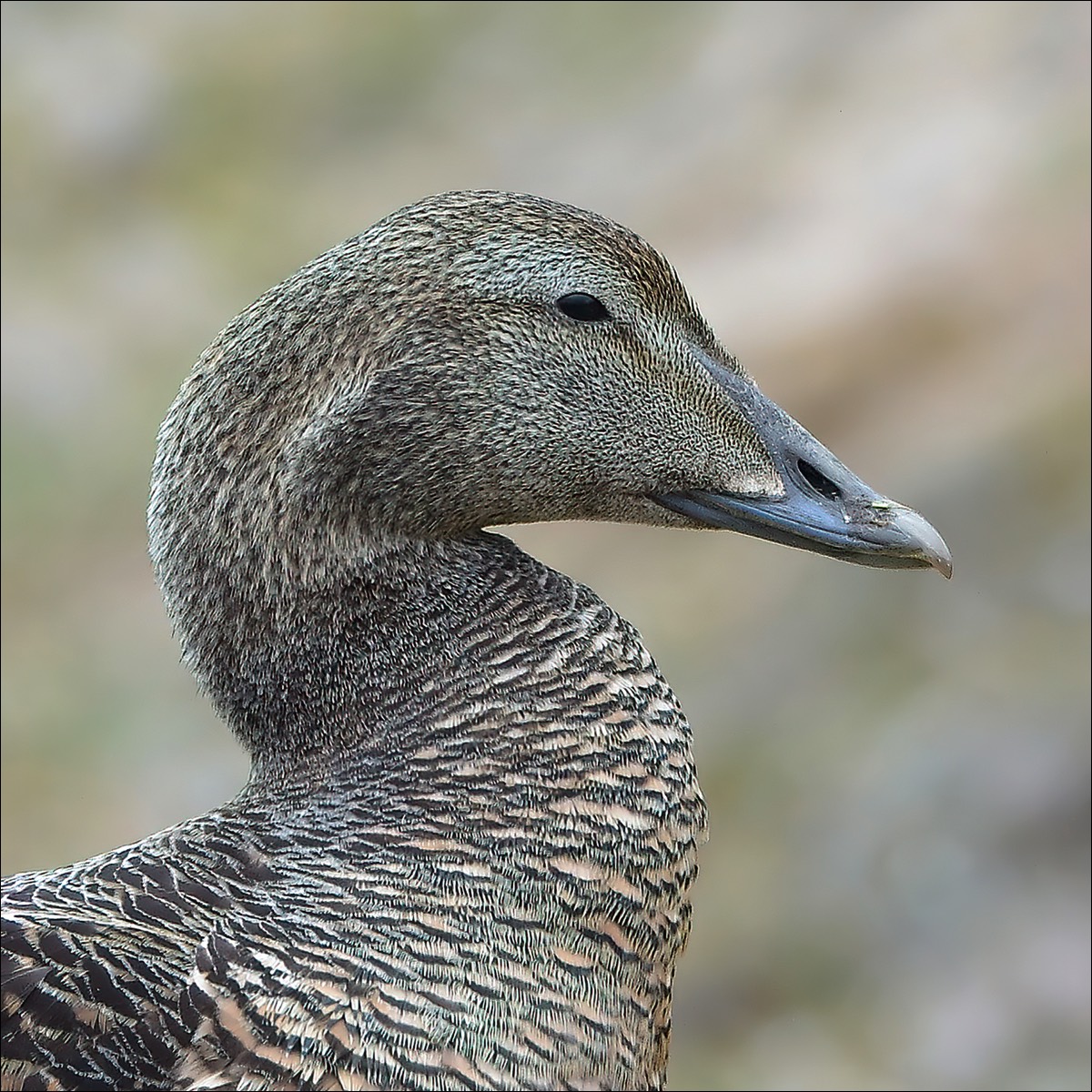 Common Eider (Eidereend)