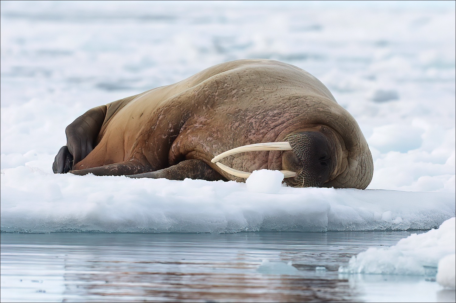 Walrus (Walrus)