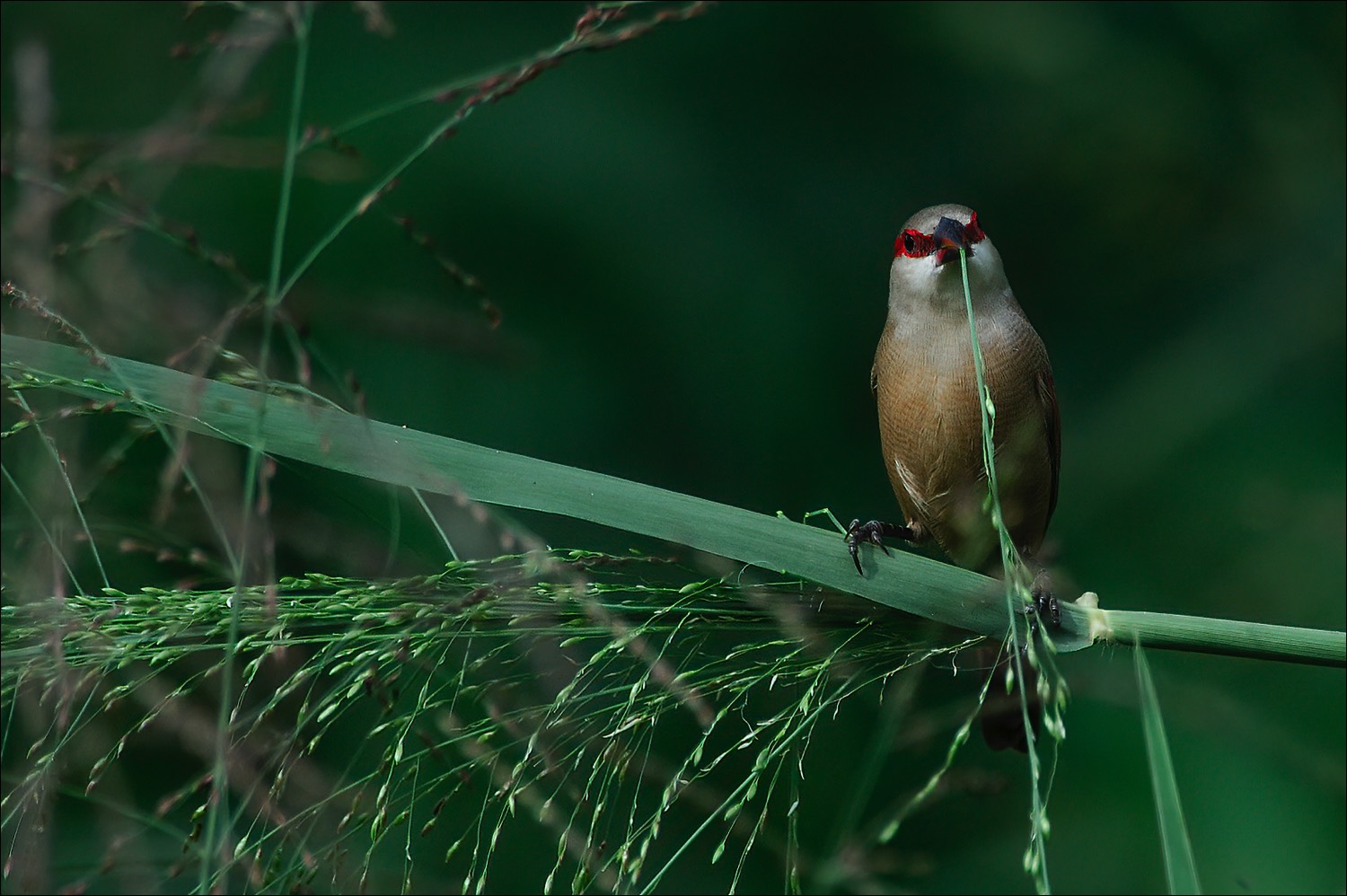 Crimson-rumped Waxbill (Teugelastrilde)