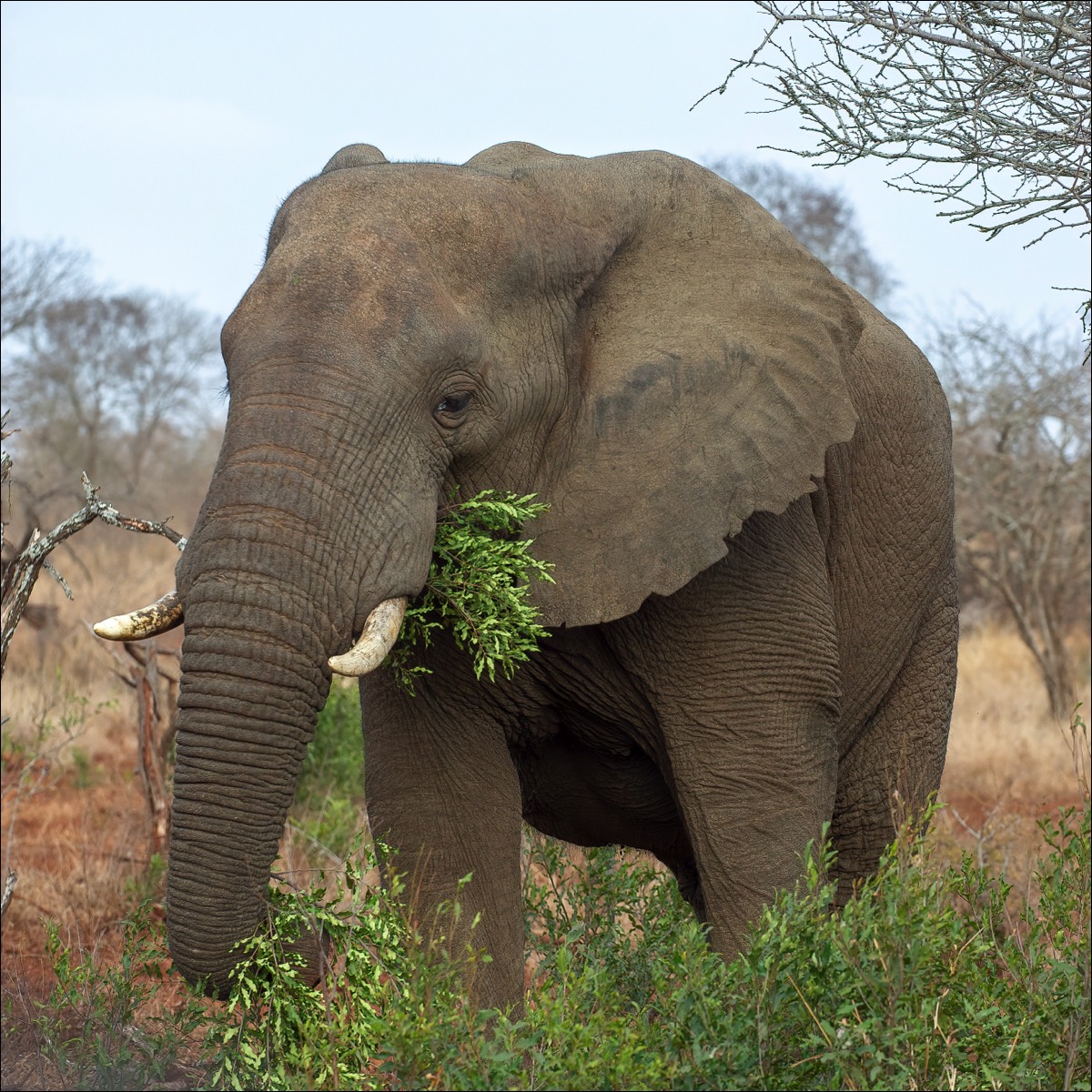 Elephant (Olifant)