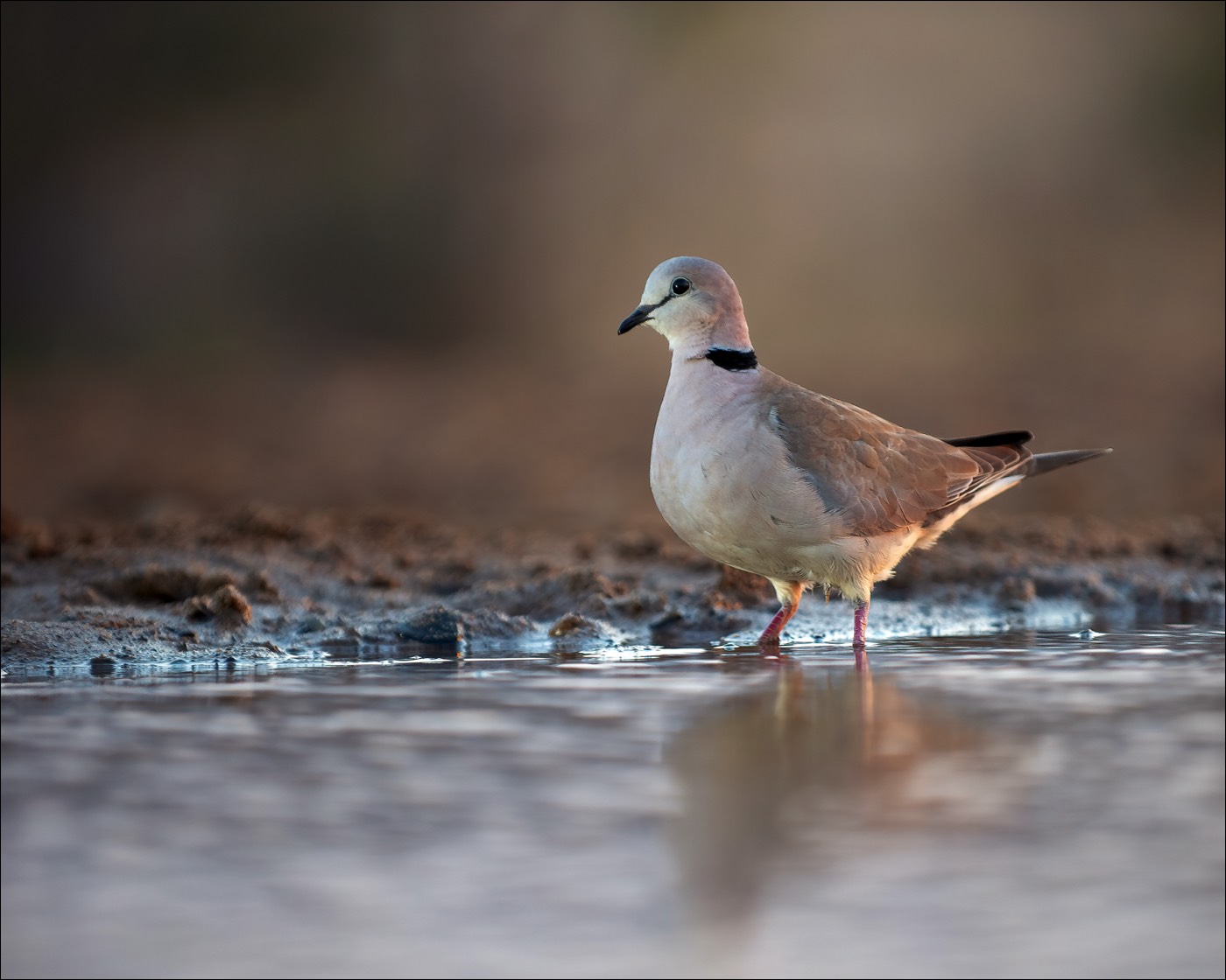 Ring-necked Dove (Kaapse Tortel)