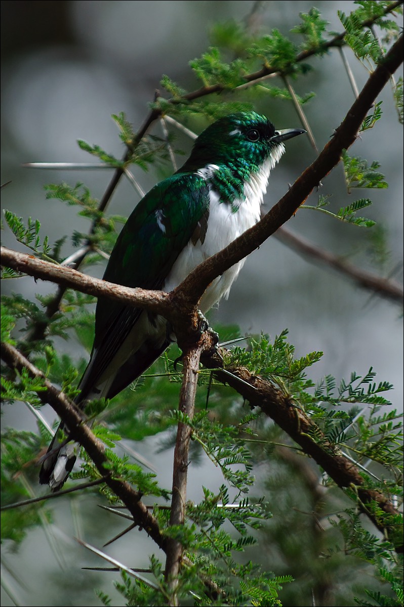 Klaas Cuckoo (Klaas Koekoek)