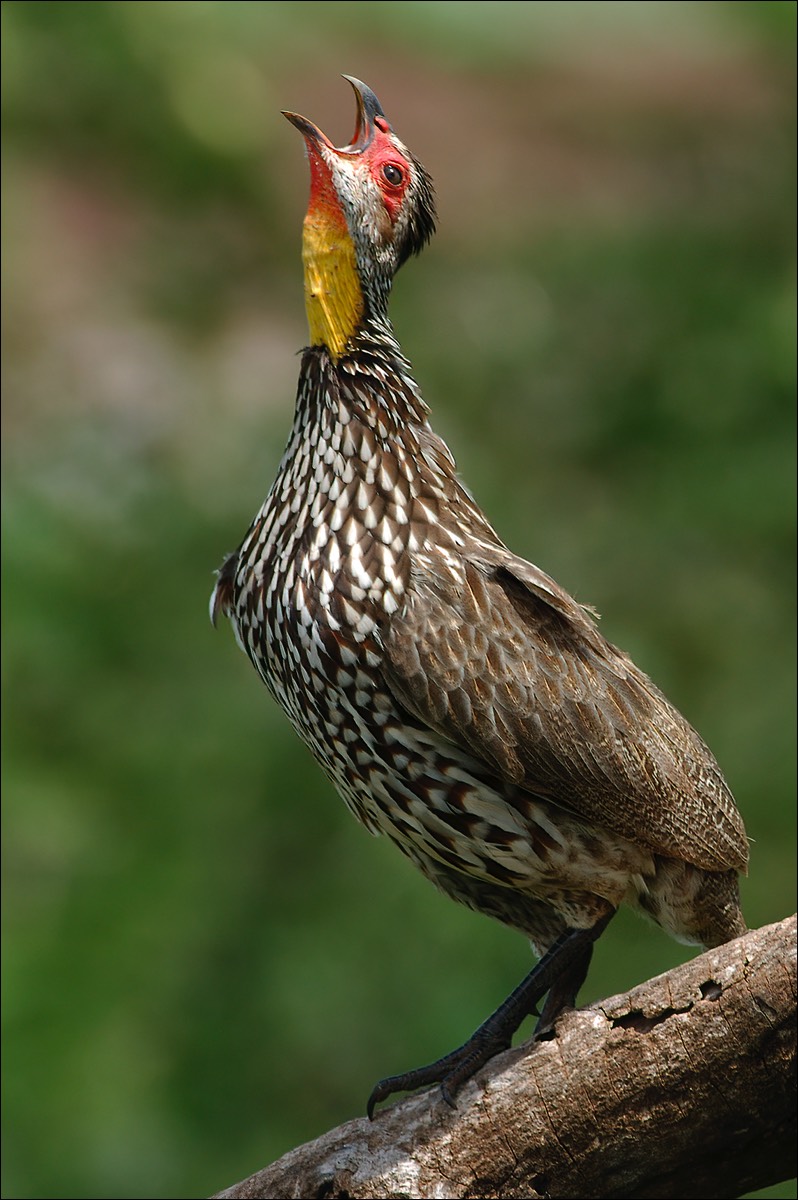 Yellow-necked Spurfowl (Geelkeelfrancolijn)