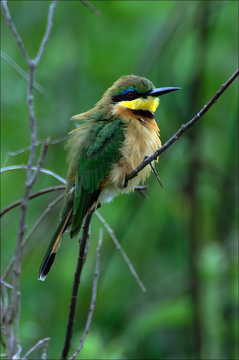 Little Bee-eater (Dwergbijeneter)