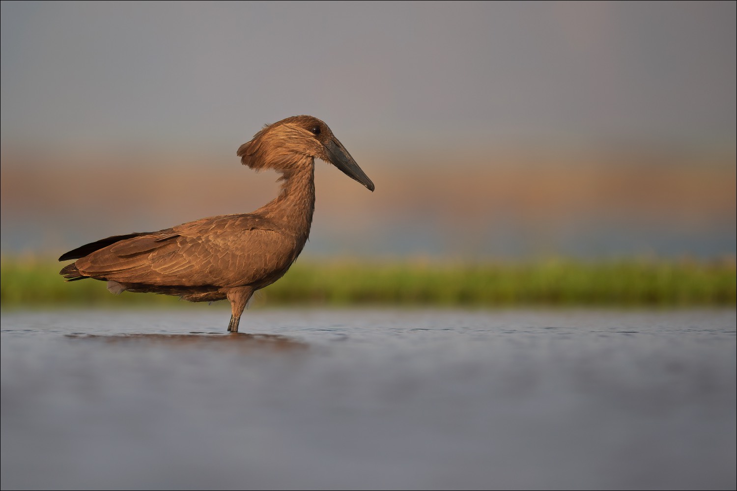 Hamerkop (Hamerkop)