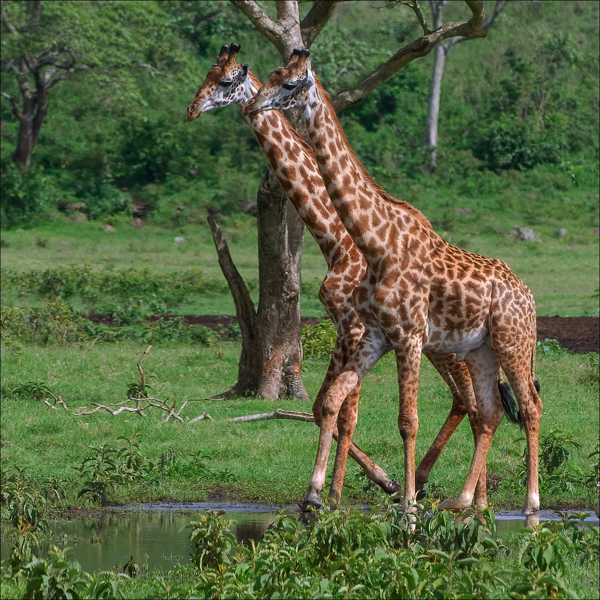 Girafe (Giraf)