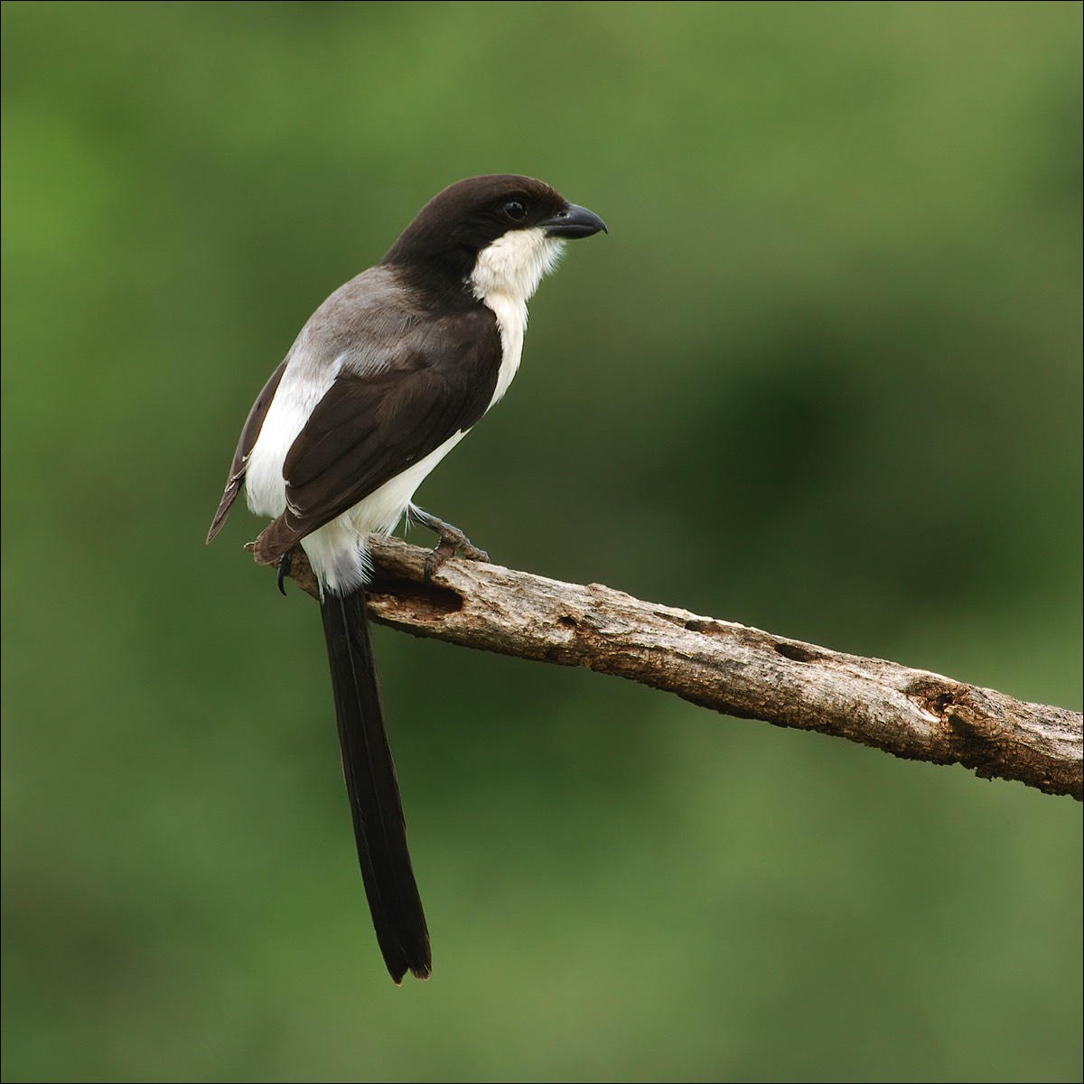 Long-tailed Fiscal (Cabanis Klapekster)