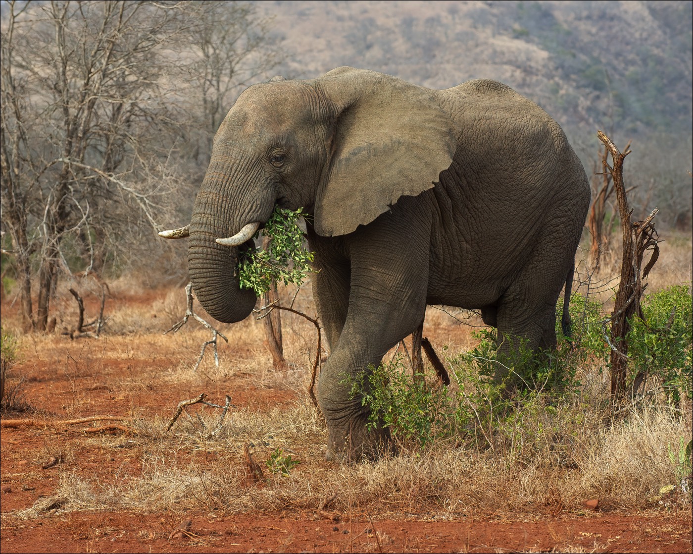 Elephant (Olifant)