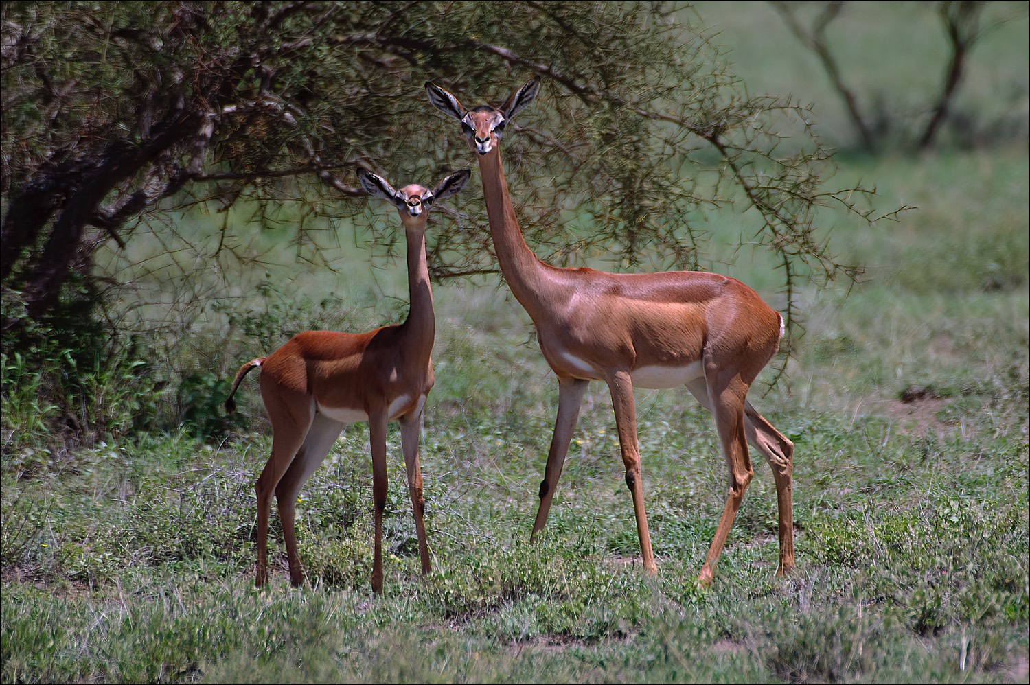 Gerenuk (Girafgazelle)