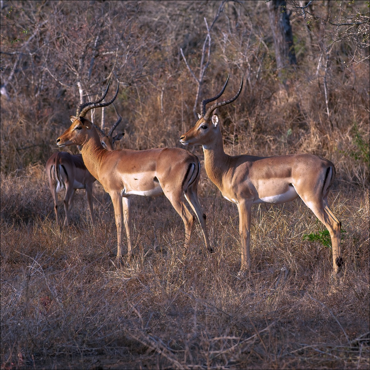 Impala (Impala)