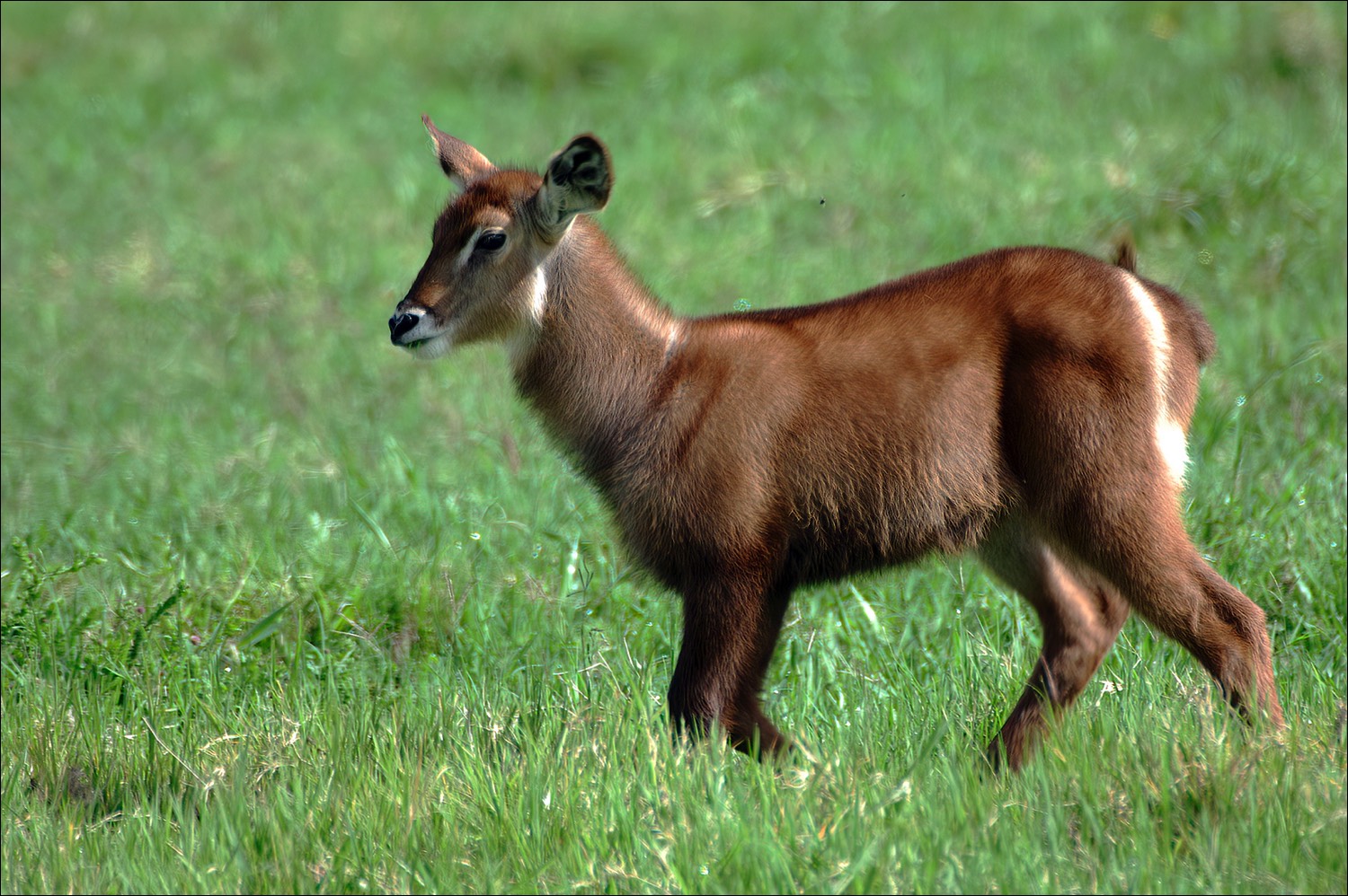 Waterbuck (Waterbok)