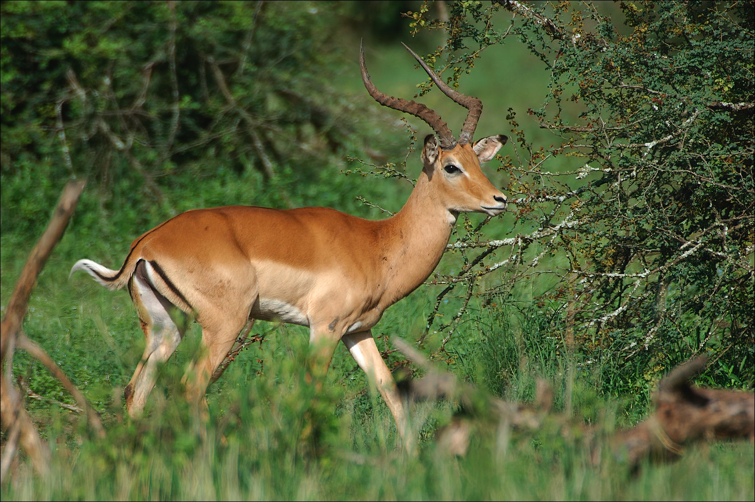 Impala (Impala)