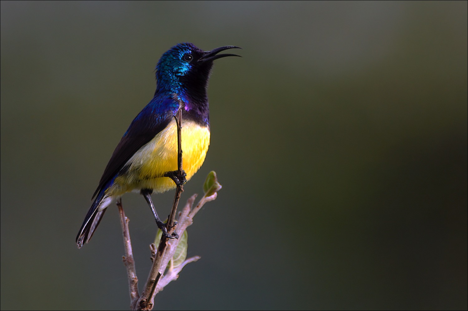 Variable Sunbird (Ornaathoningzuiger)