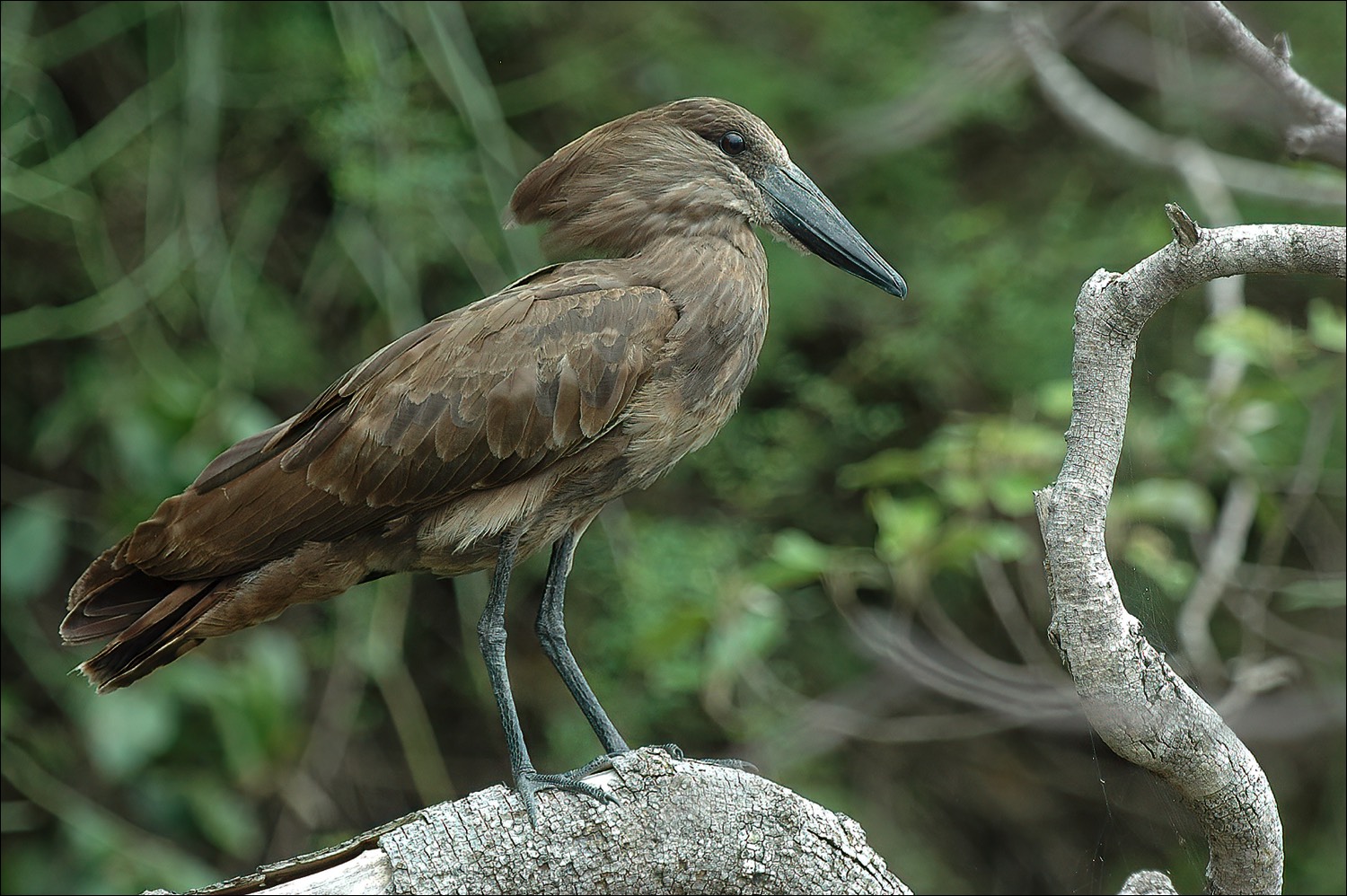 Hamerkop (Hamerkop)