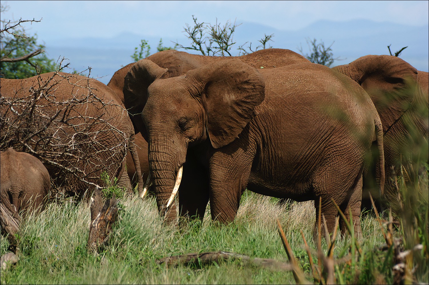 Elephant (Olifant)