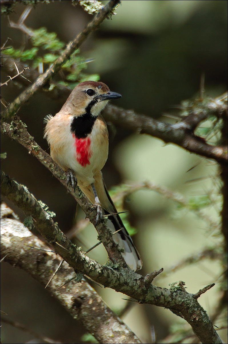 Rosy-patched Bushshrike (Roze Klauwier)