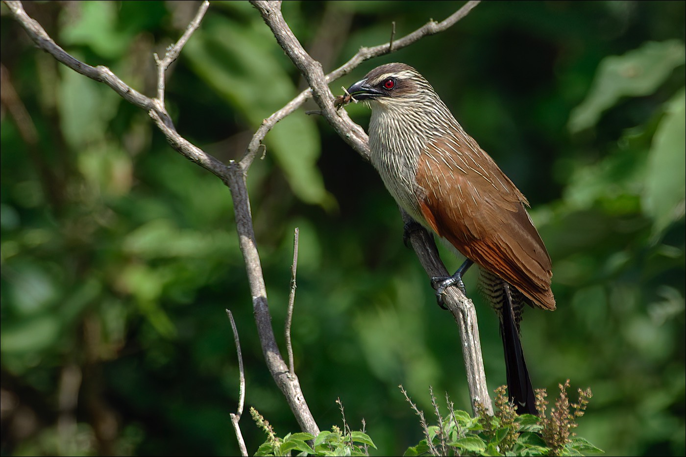 White-browed Coucal (Wenkbrauwspoorkoekoek)