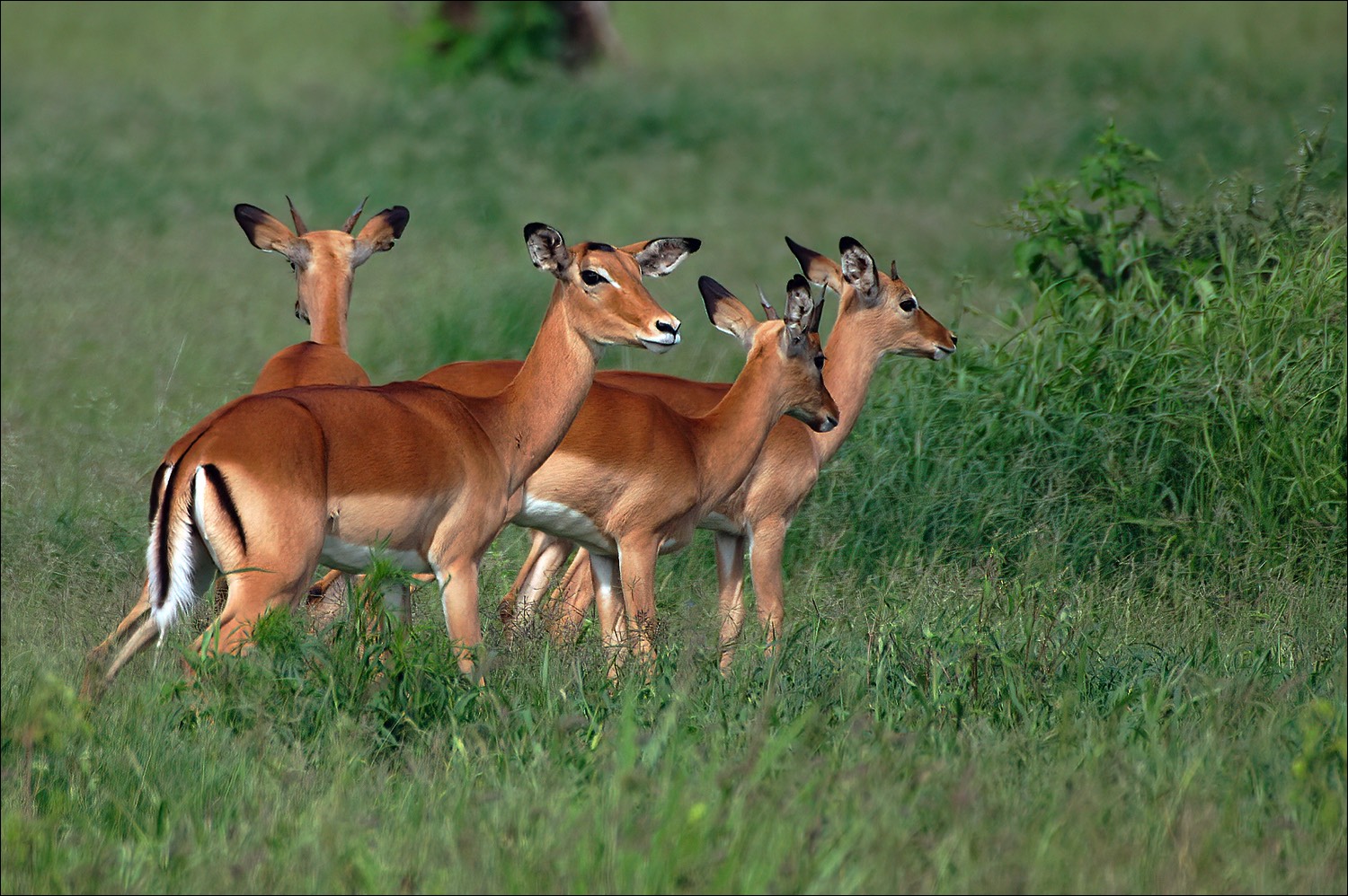 Impala (Impala)