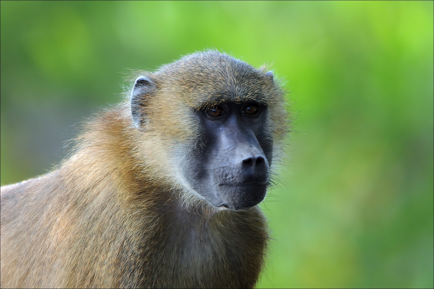 Guinea Baboon (Bruine Baviaan)