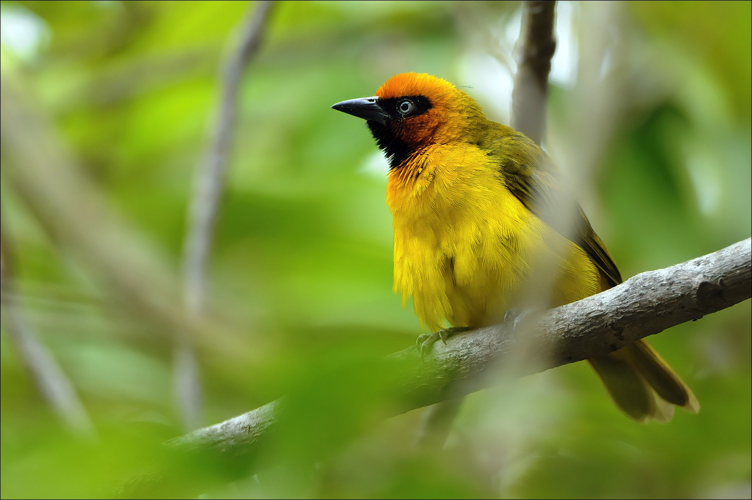 Black-necked Weaver (Zwartnekwever)