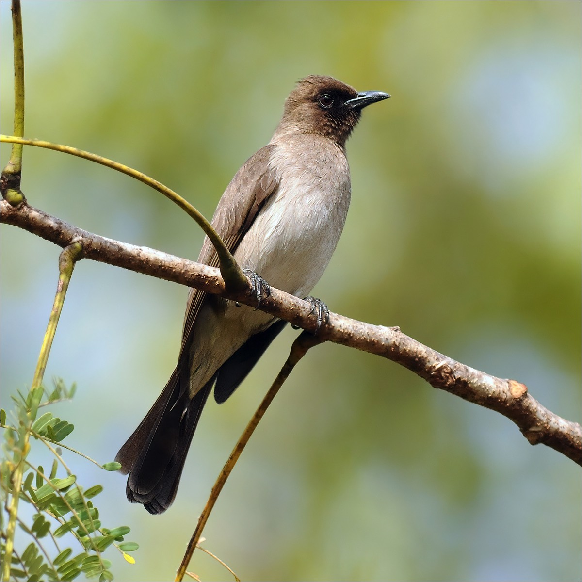 Common Bulbul (Grauwe Buulbuul)