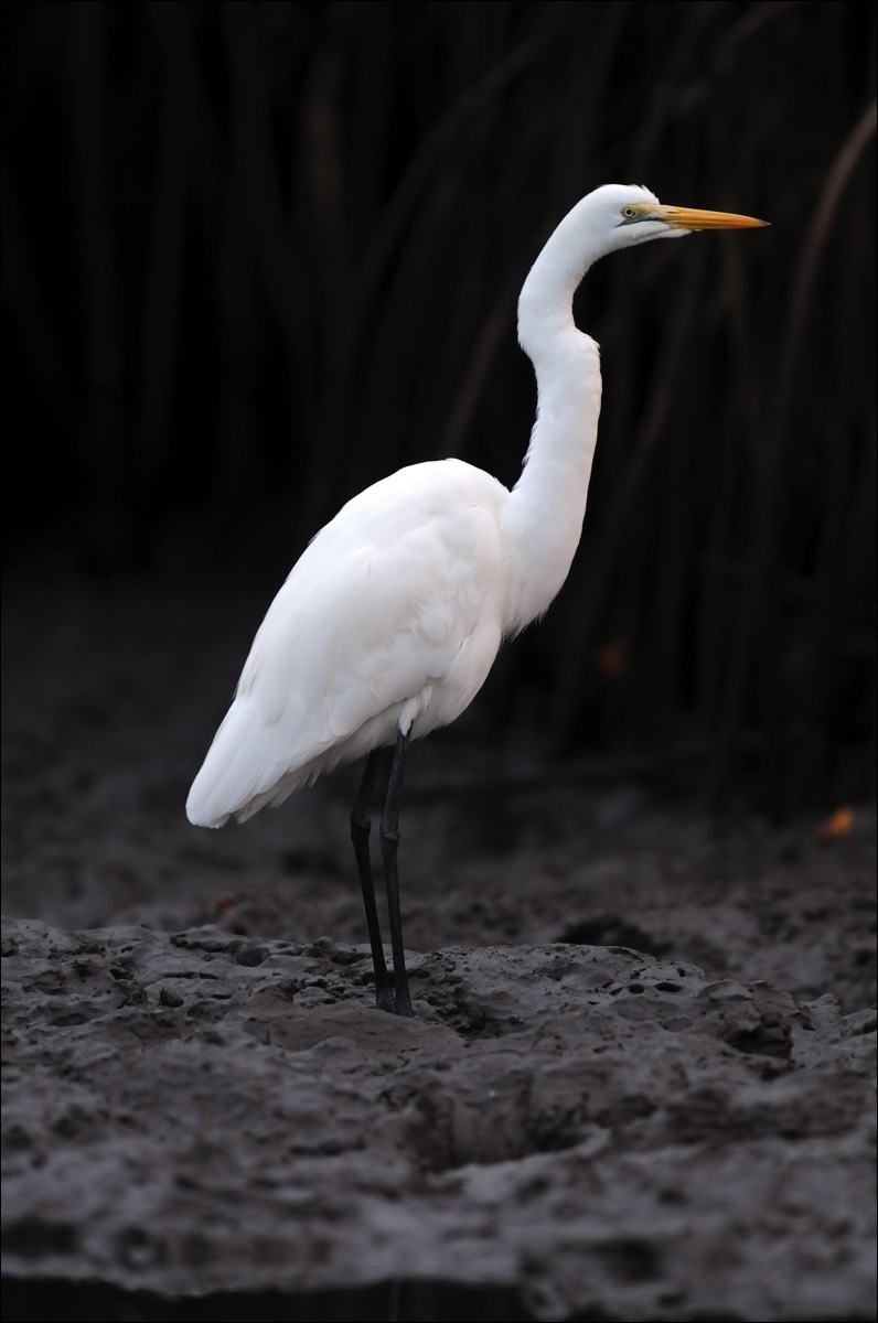 Great White Egret (Grote Zilverreiger)