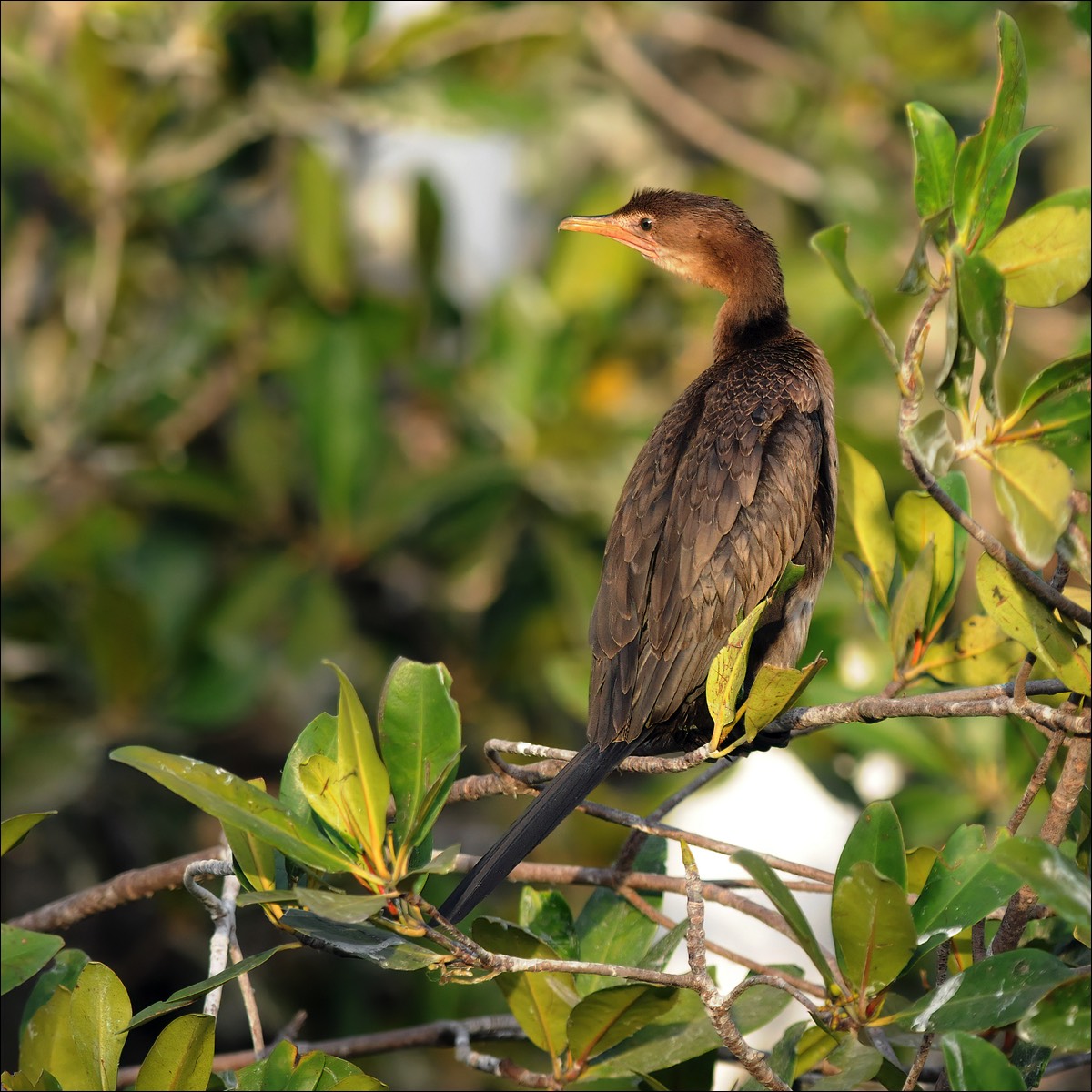 Long-tailed Cormorant (Afrikaanse Dwergaalscholver)