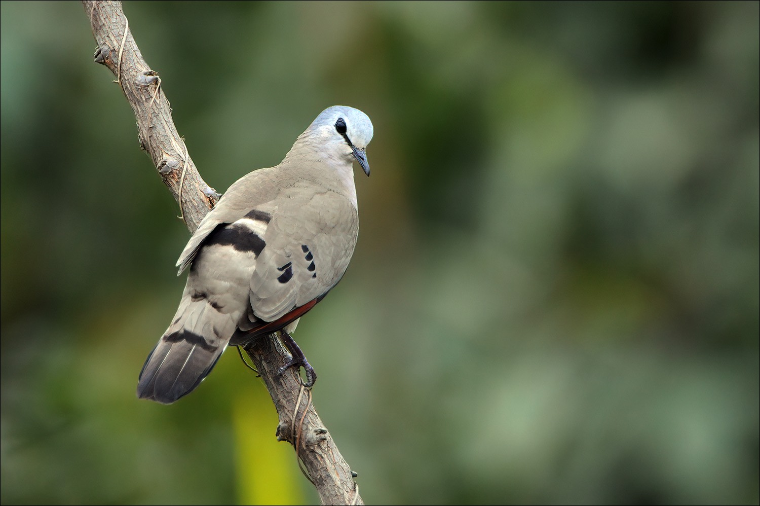 Black-biled Dove (Zwartsnavelduif)