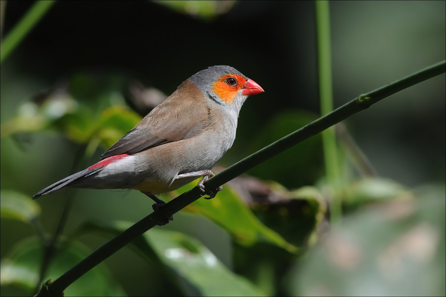 Orange-cheeked Waxbill (Oranjekaakje)