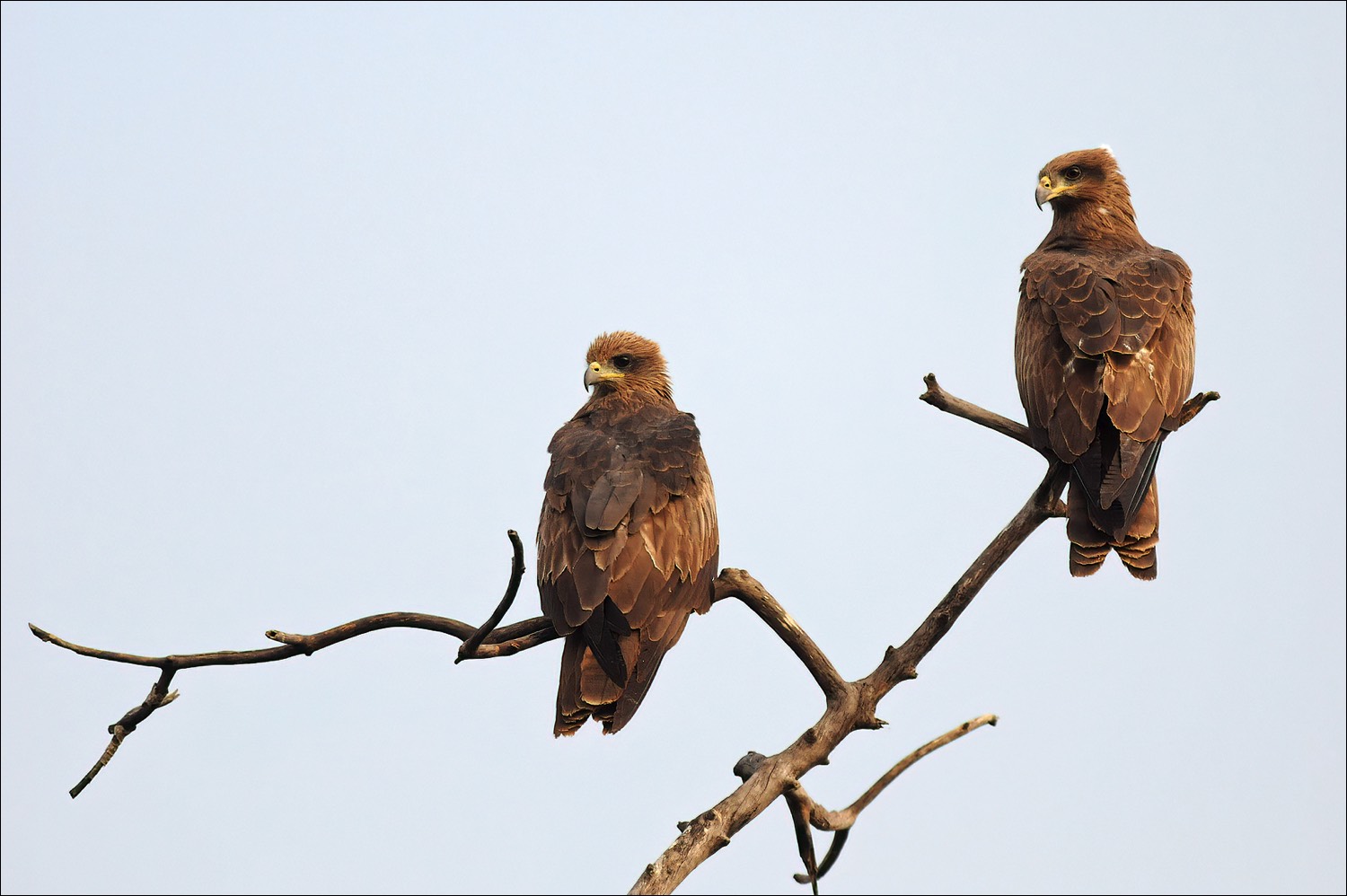 Yellow-billed Kite (Geelsnavelwouw)