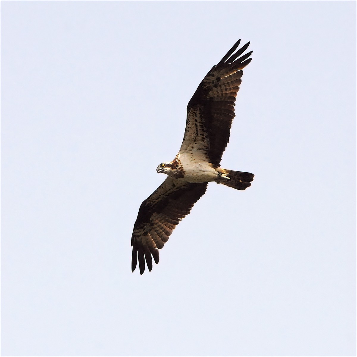 Osprey (Visarend)