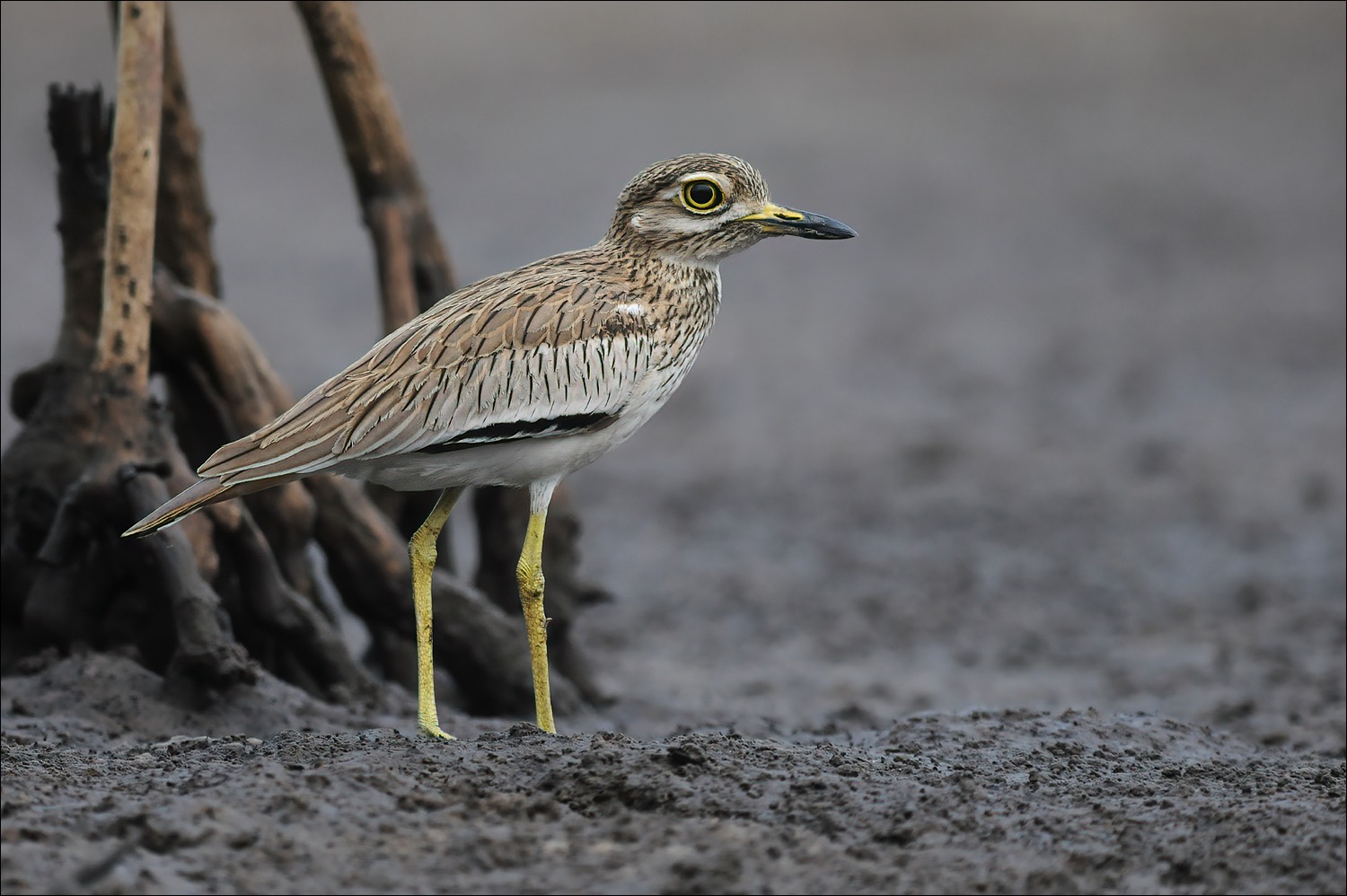 Senegal Thick-knee (Senegalese Griel)