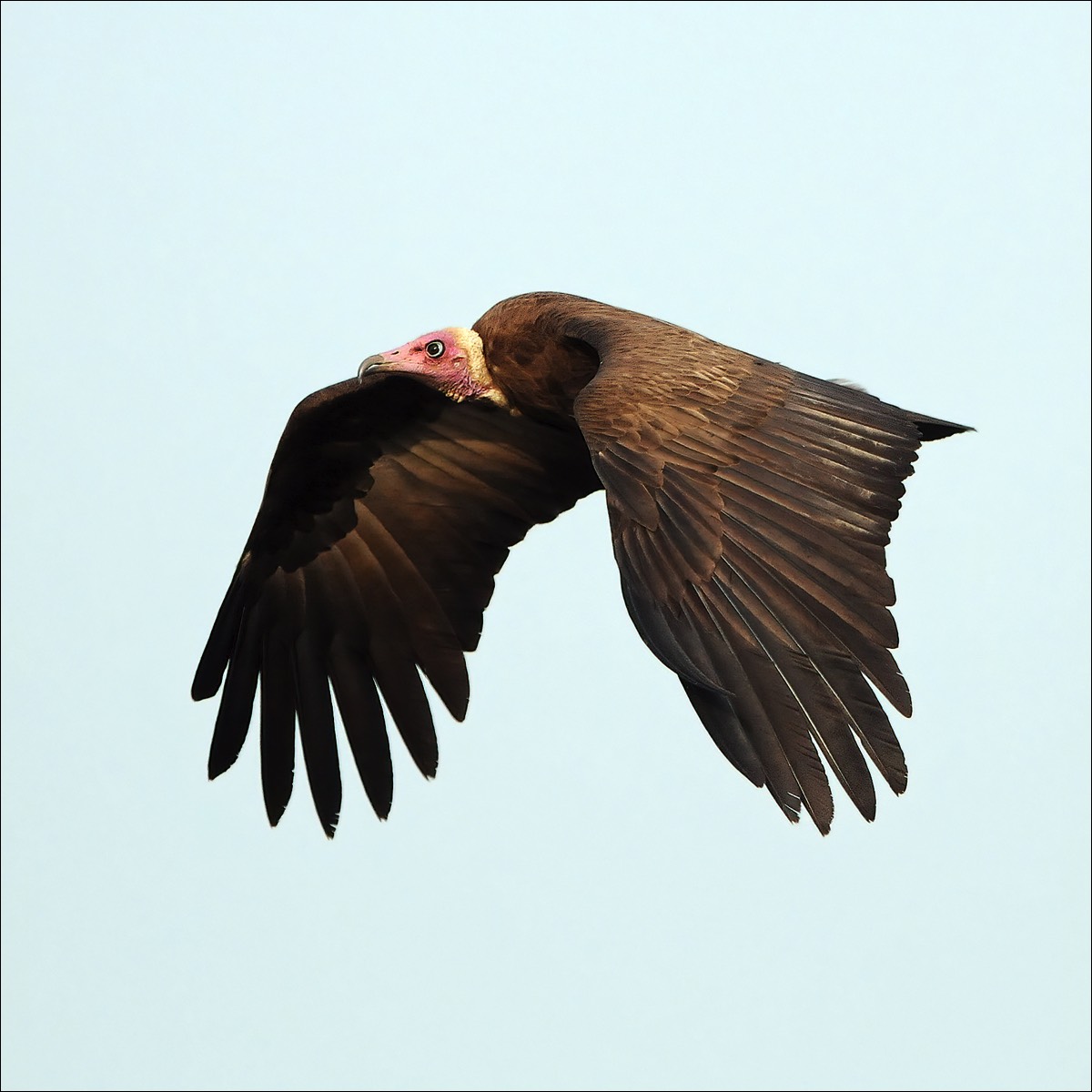 Hooded Vulture (Kapgier)