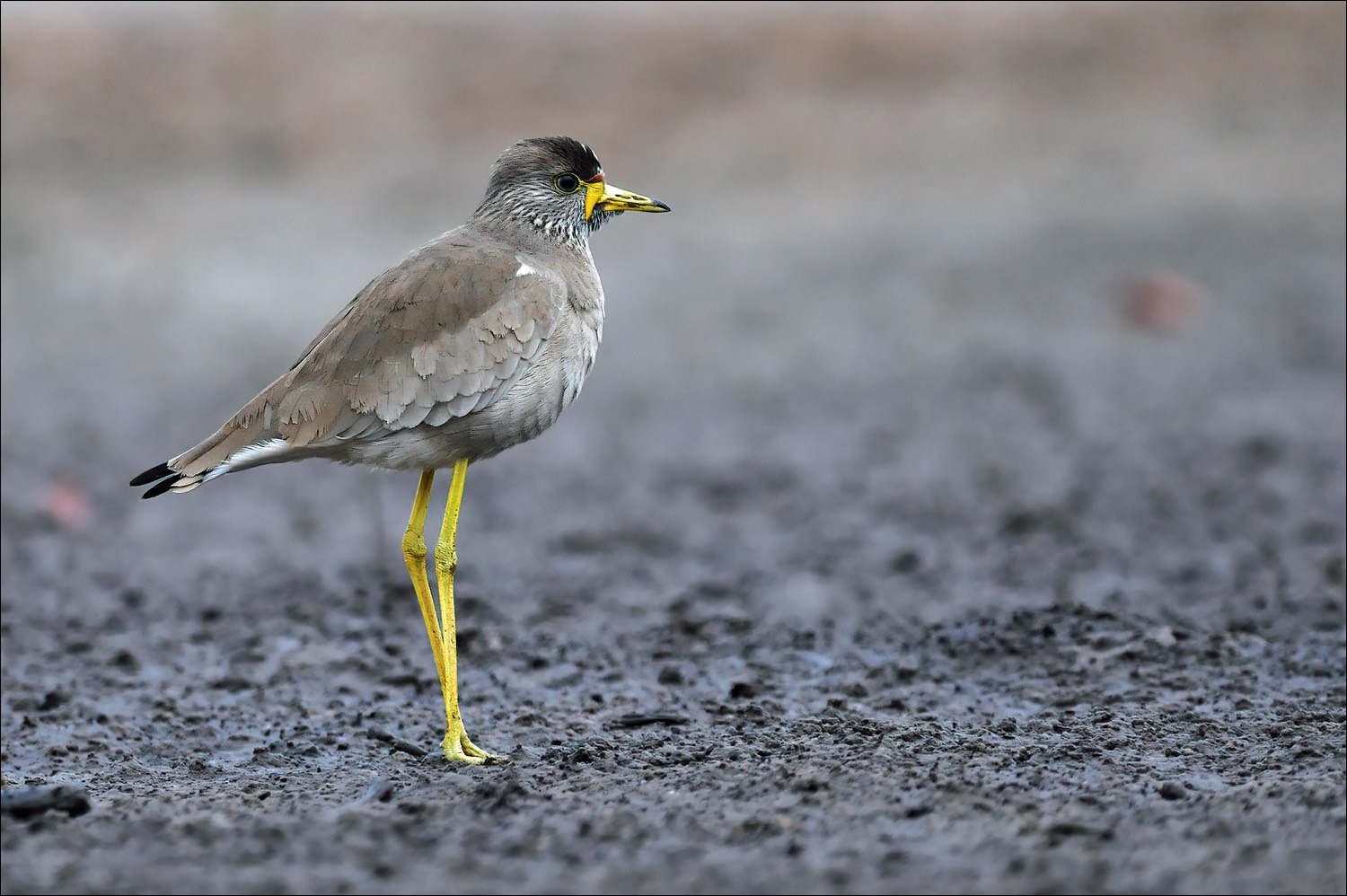 African Wattled Lapwing (Lelkievit)