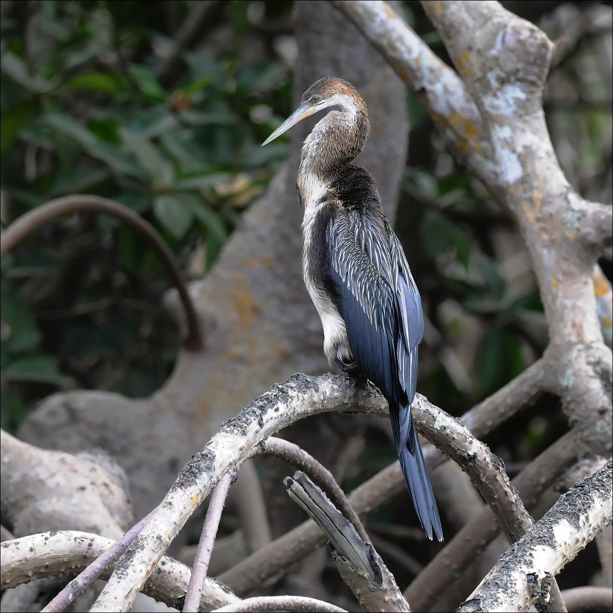 African Darter (Afrikaanse Slangenhalsvogel)