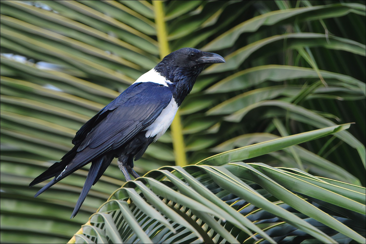 Pied Crow (Witborstraaf)