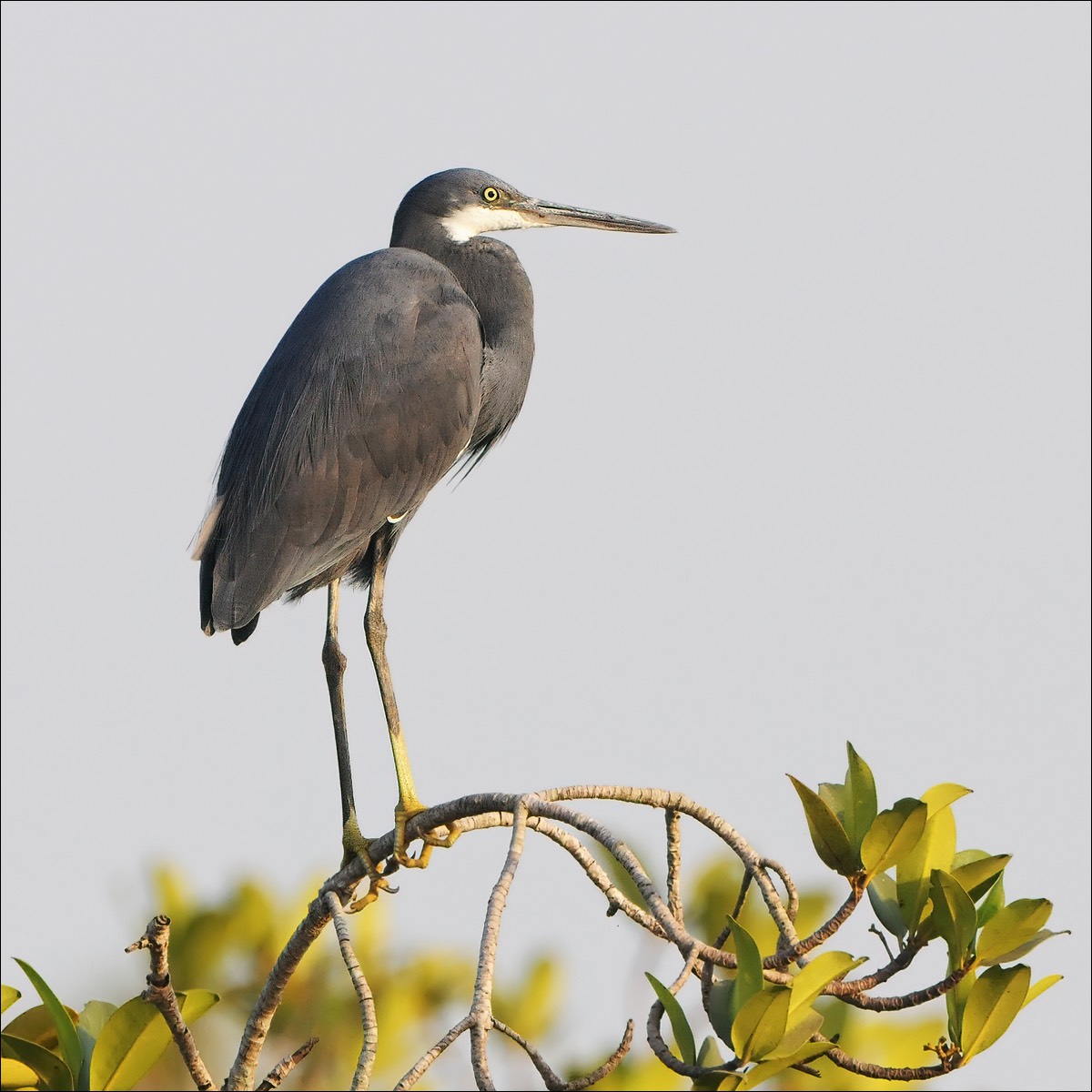 Western Reef Heron (Westelijke Rifreiger)