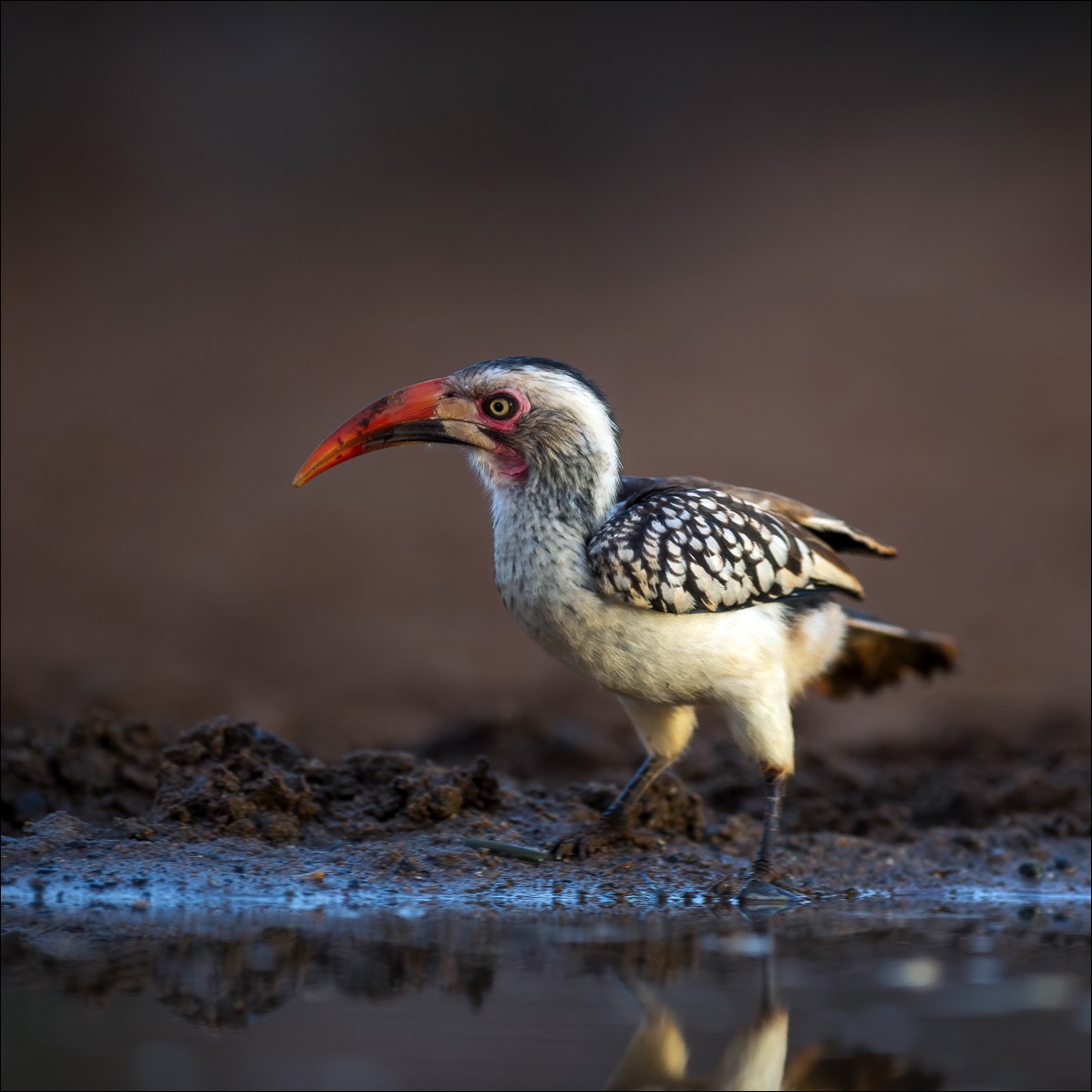 Red-billed Hornbill (Roodsnaveltok)