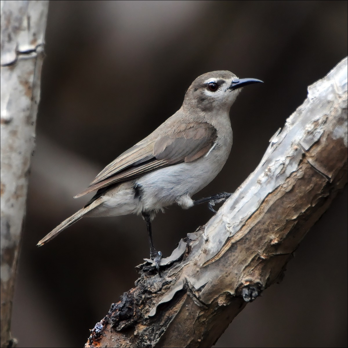 Mouse-brown Sunbird (Bruine Honingzuiger)