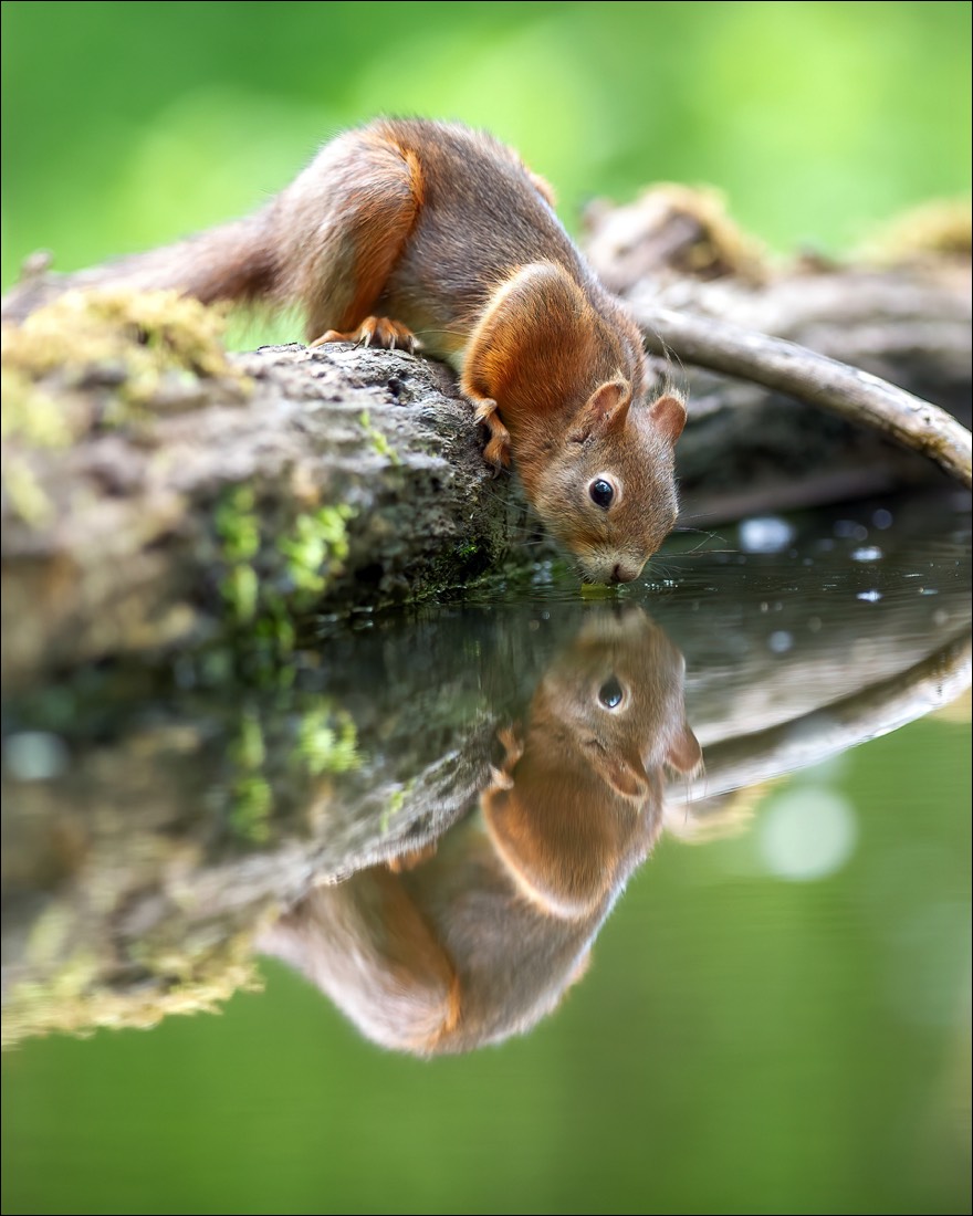 Red Squirrel 