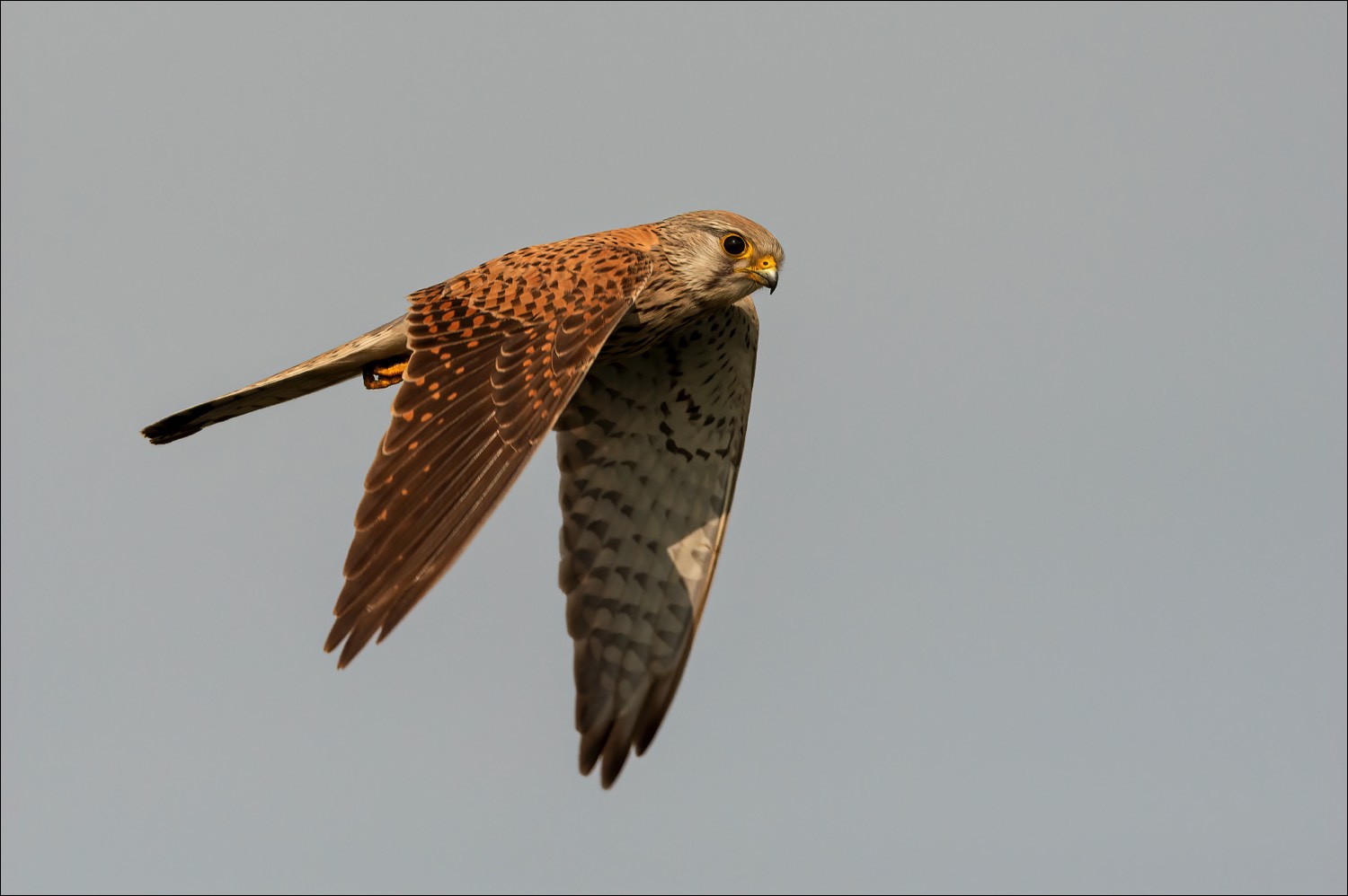 Common Kestrel (Torenvalk)