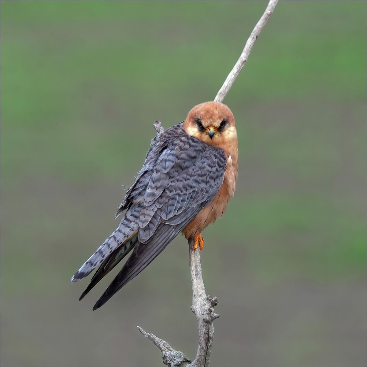 Red-footed Falcon (Roodpootvalk)