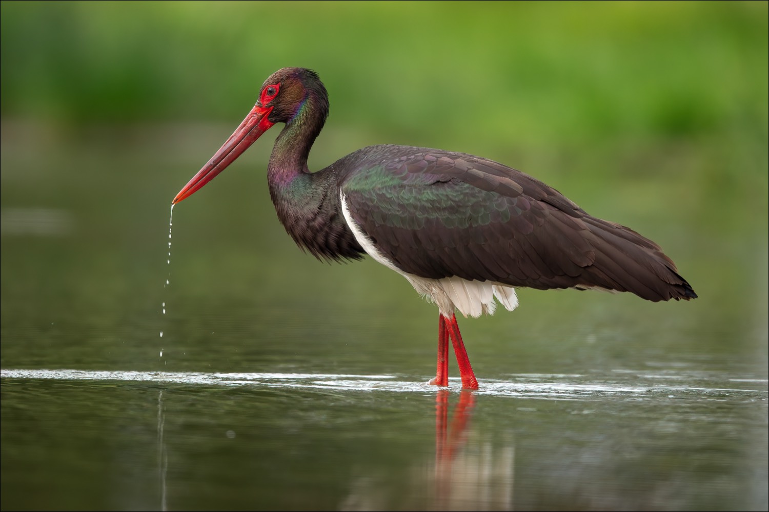 Black Stork (Zwarte Ooievaar)