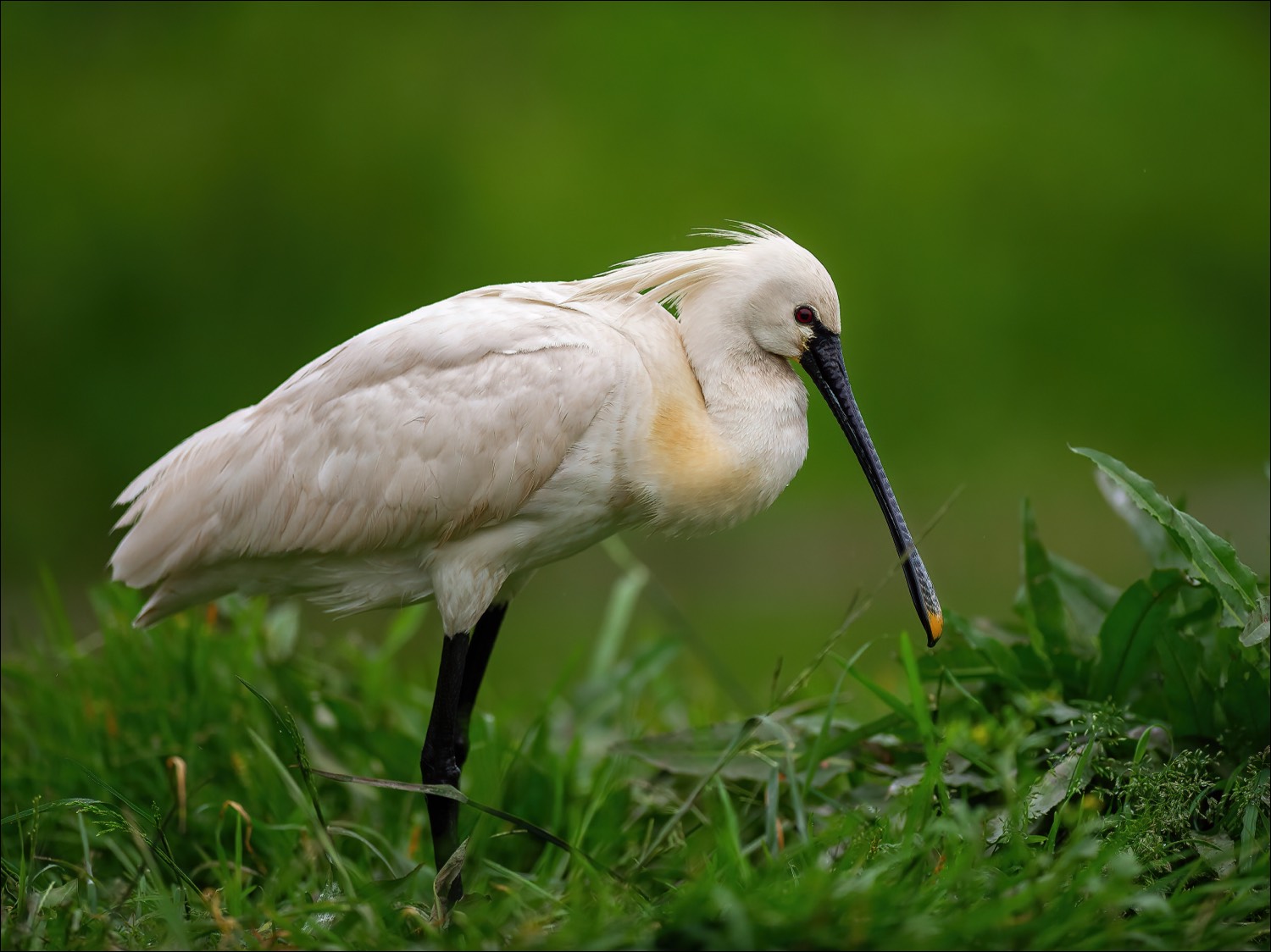 Eurasian Spoonbill (Lepelaar)