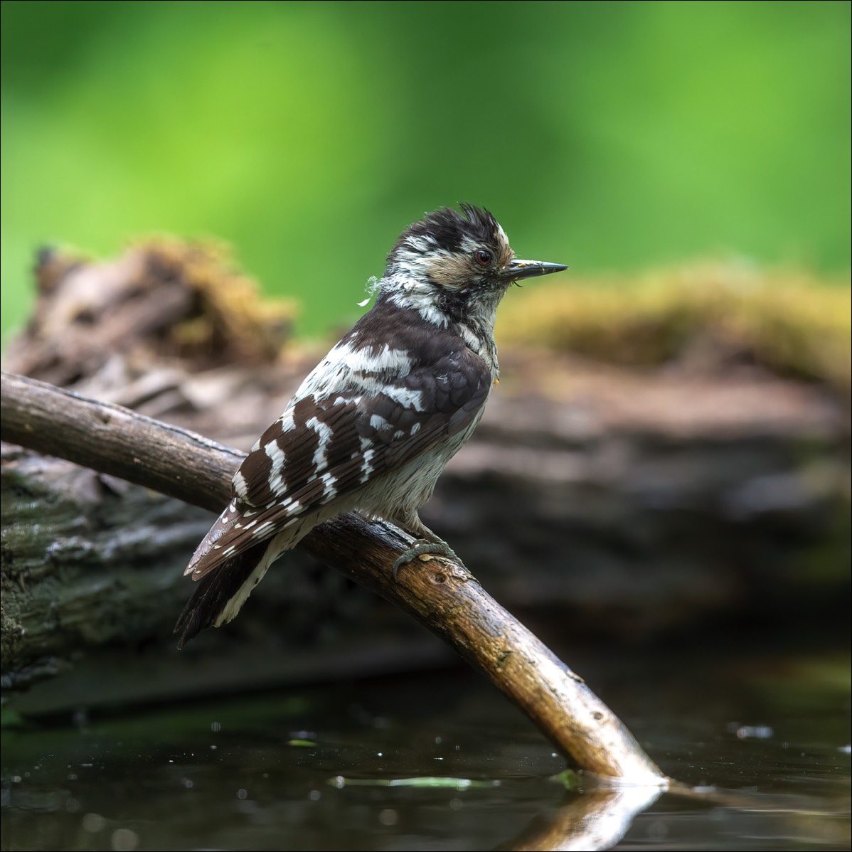 Lesser Spotted Woodpecker (Kleine Bonte Specht)