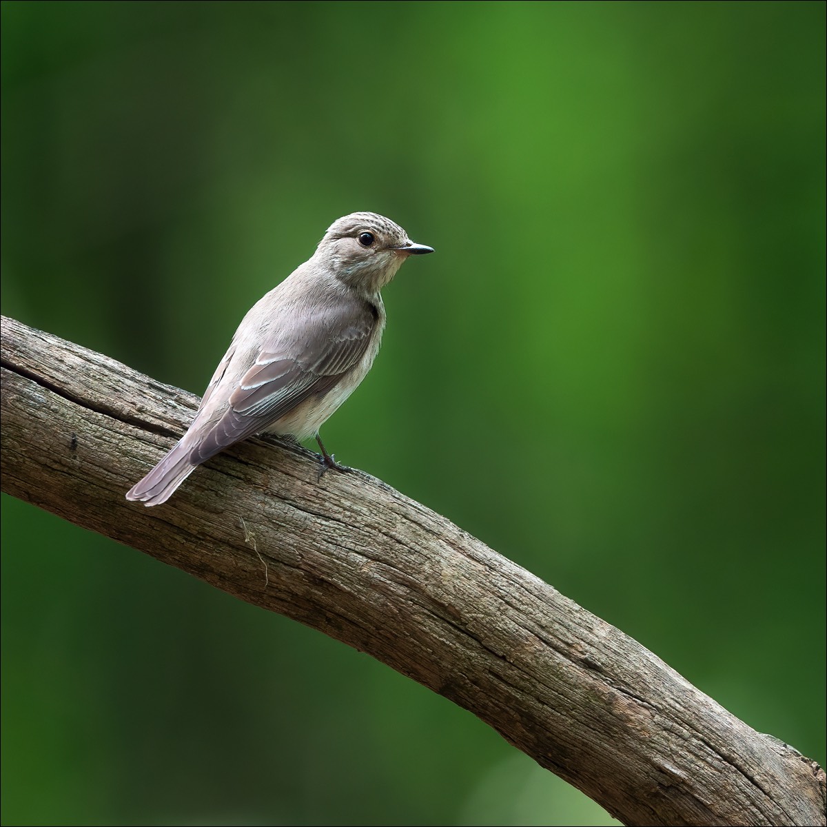 Spotted Flycatcher (Grauwe Vliegenvanger)