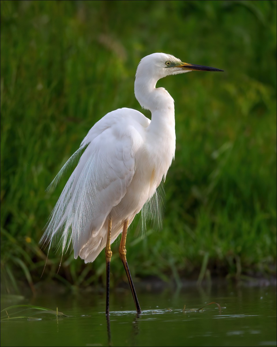 Great White Egret (Grote Zilverreiger)