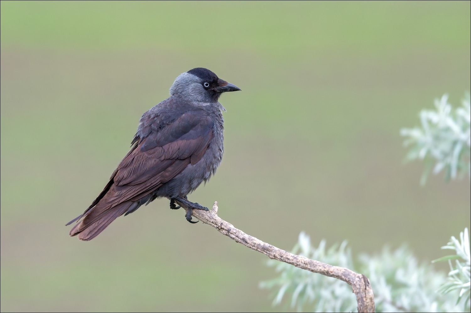 Eurasian Jackdaw (Kauw)