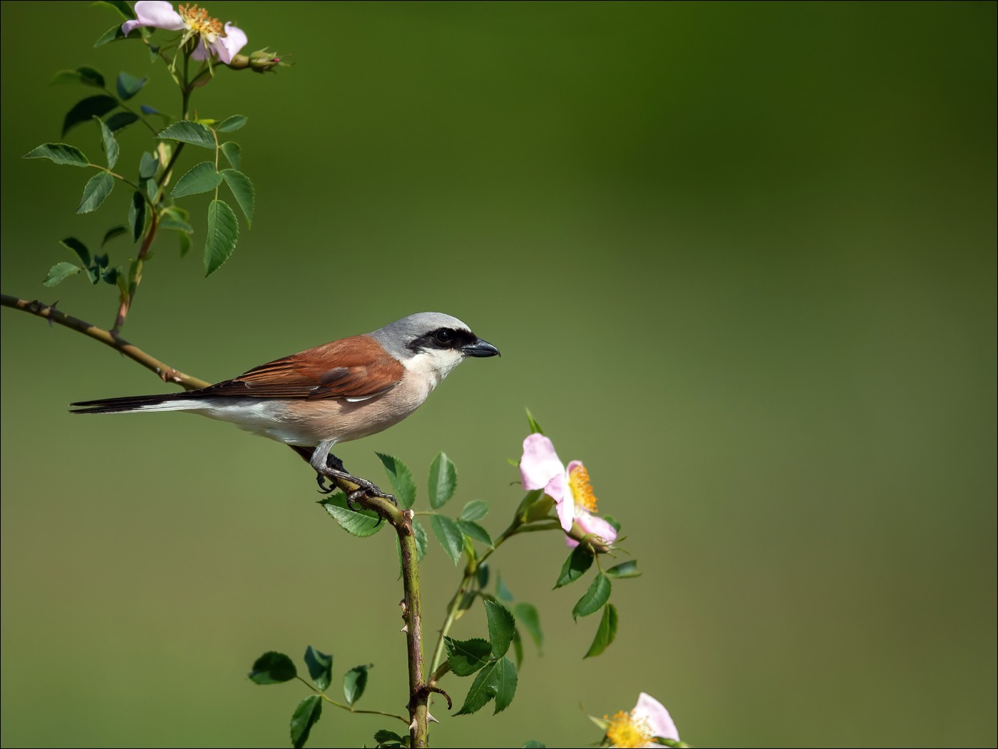 Red-backed Shrike (Grauwe Klauwier)